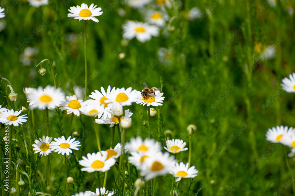 Botanical collection of medicinal plants, Chamaemelum nobile or Roman chamomile, English or garden chamomile flowers Botanical collection of medicinal plants, Chamaemelum nobile or Roman chamomile, English or garden chamomile flowers
