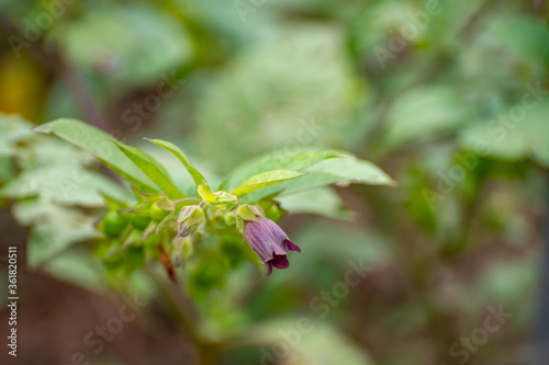 Bilde på lerret Botanical collection of poisonious plants and herbs, Atropa belladonna or bellad