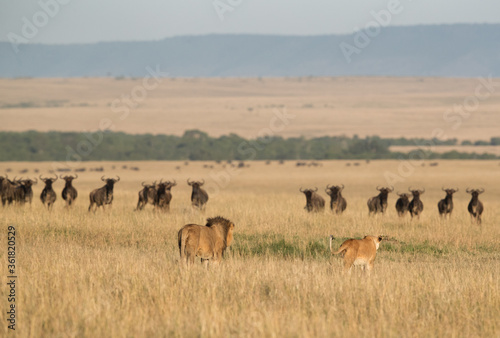 A pair of Lion moving near Wildebeests at Masai Mara, Kenya