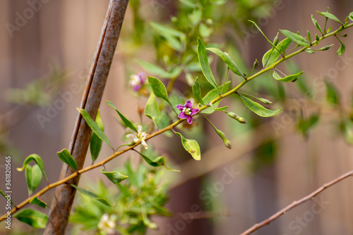 Botanical collection of edible and medicinal plants, goji berry or wolfberry or Lycium chinense plant photo