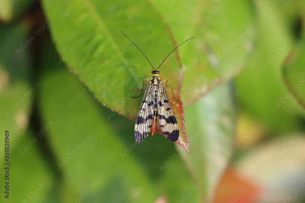 Panorpa communis insect on a green leaf. Common scorpion fly in the garden
Panorpa communis insect on a green leaf. Common scorpion fly in the garden