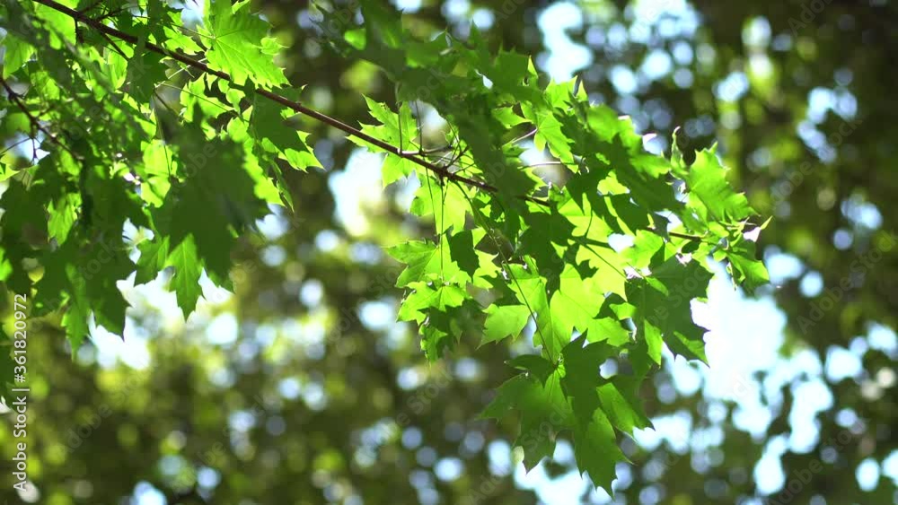 Maple leaves. Maple canopy, selective focus, close up. Maple leaves. Maple canopy, selective focus, close up.