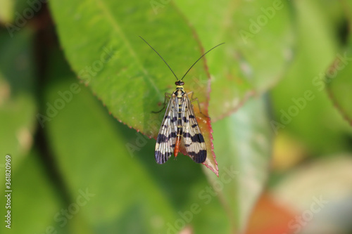 Panorpa communis insect on a green leaf. Common scorpion fly in the garden  © saratm