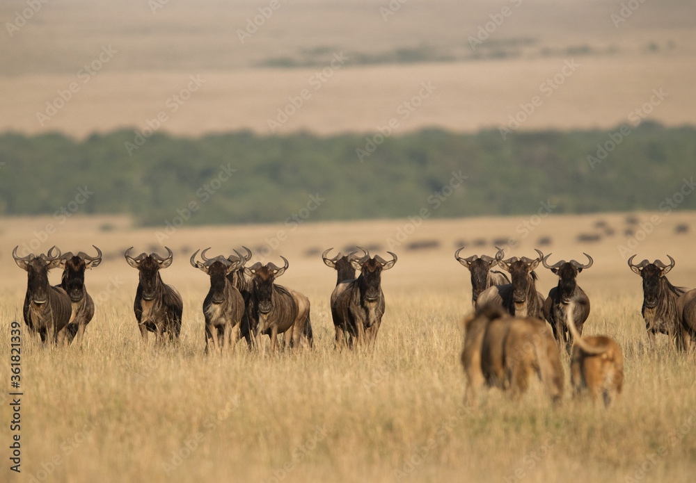 A pair of Lions moving near Wildebeests herd, Masai Mara