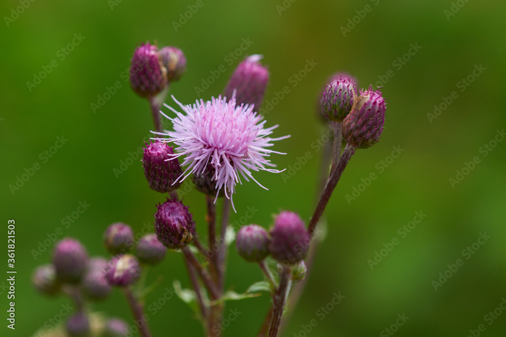 Blüten der Acker-Kratzdistel (Cirsium arvense) Blüten der Acker-Kratzdistel (Cirsium arvense)