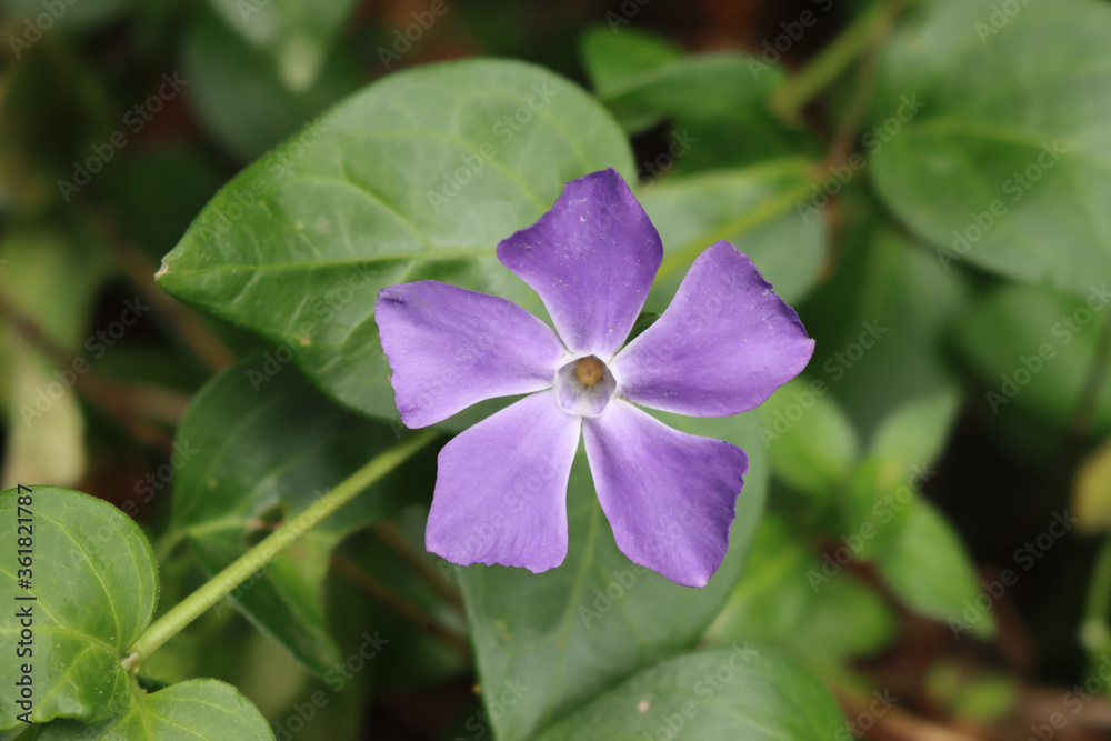 Close-up of purple periwinkle flower on springtime. Detail of Vinca minor plant Close-up of purple periwinkle flower on springtime. Detail of Vinca minor plant
