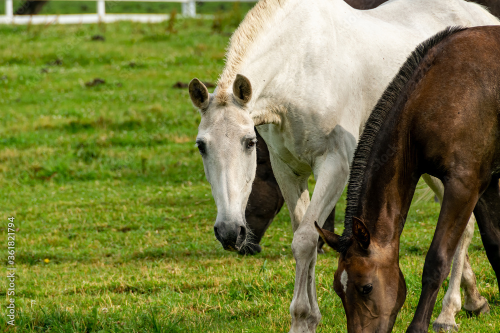 Fototapeta premium White Horse 5