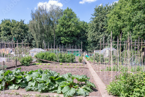 Dutch allotment garden with rhubarb plants and bean stakes photo