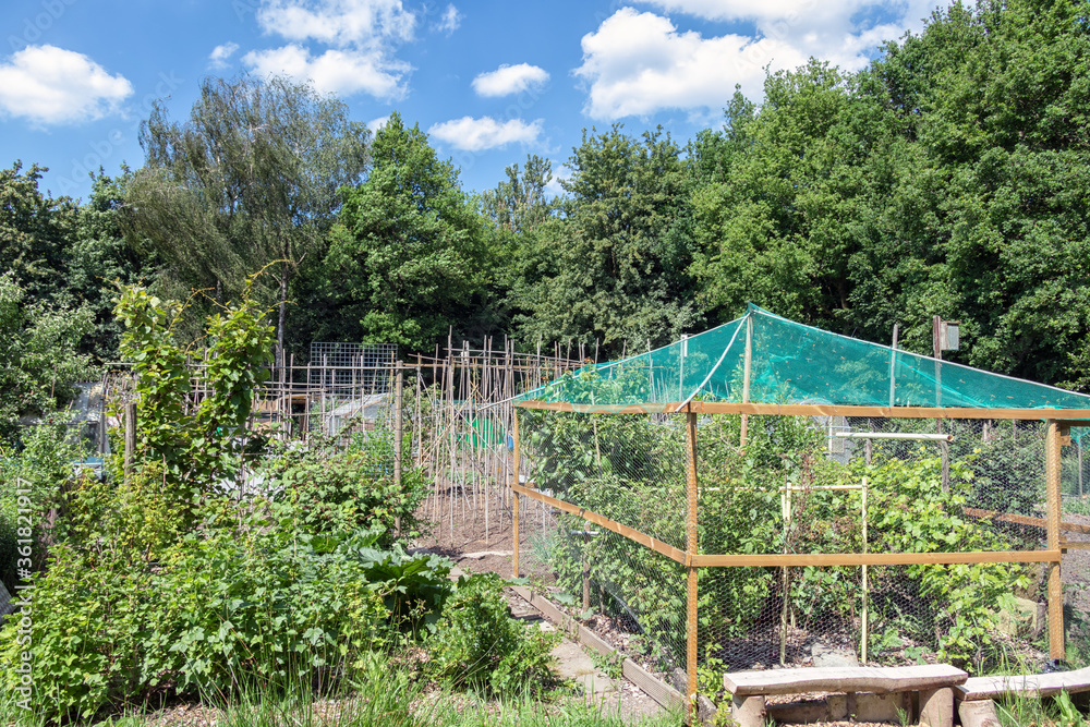 Dutch allotment garden with bean stakes