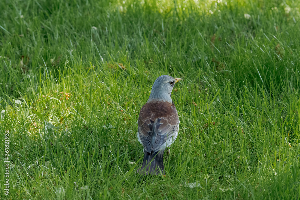 Obraz premium Fieldfare (Turdus pilaris) in park, Central Russia