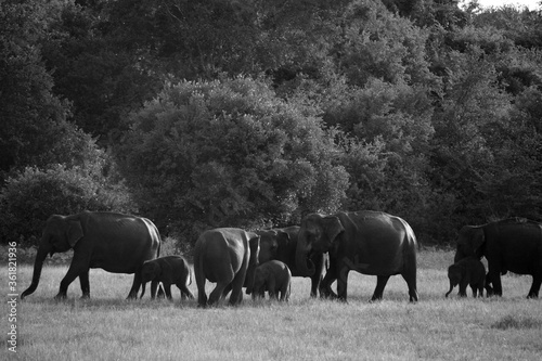 Photography family of elephants in nature