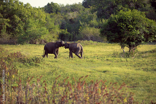 Canvas Print elephants playing
