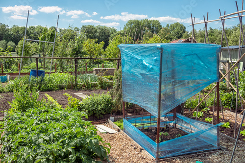 Dutch allotment garden with bean stakes and covered tomatos photo