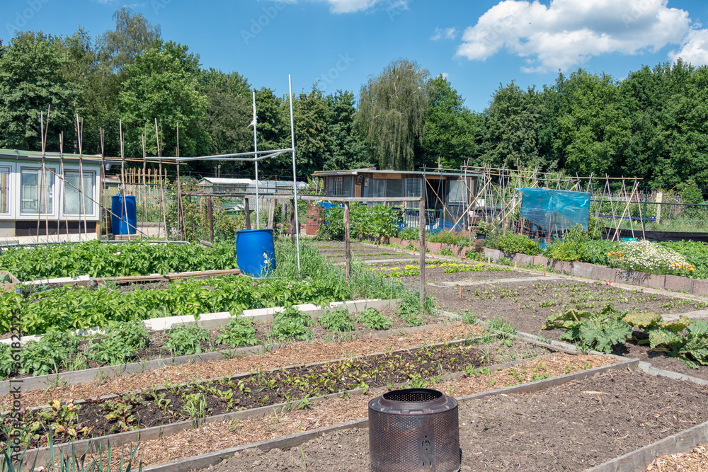 Dutch allotment garden with vegetables, barrels and shed Dutch allotment garden with vegetables, barrels and shed