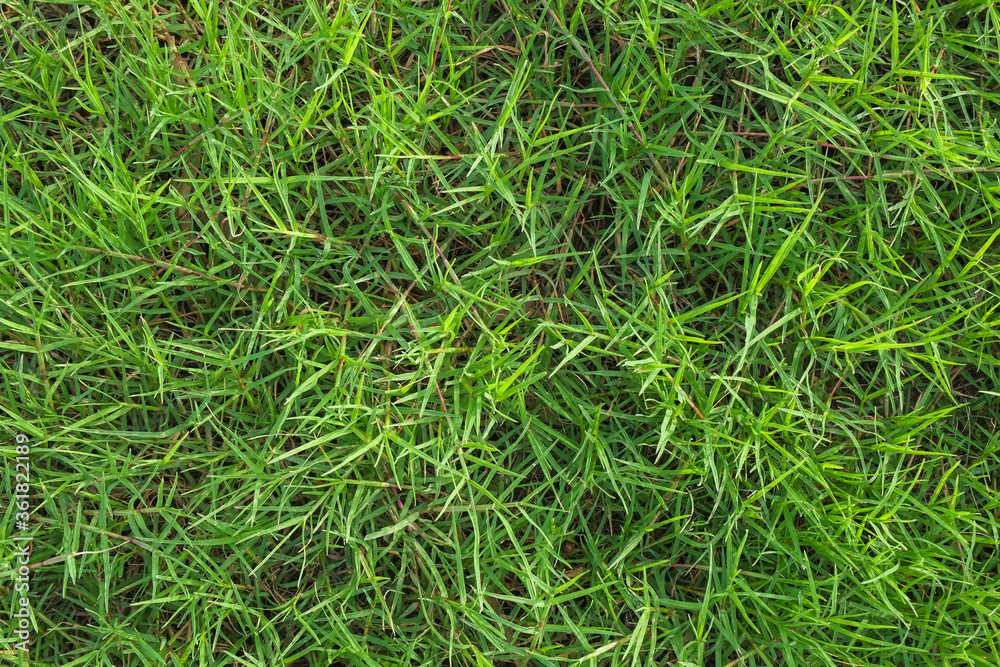 Green leaves of grass on the ground pattern top view. Green leaves of grass on the ground pattern top view.