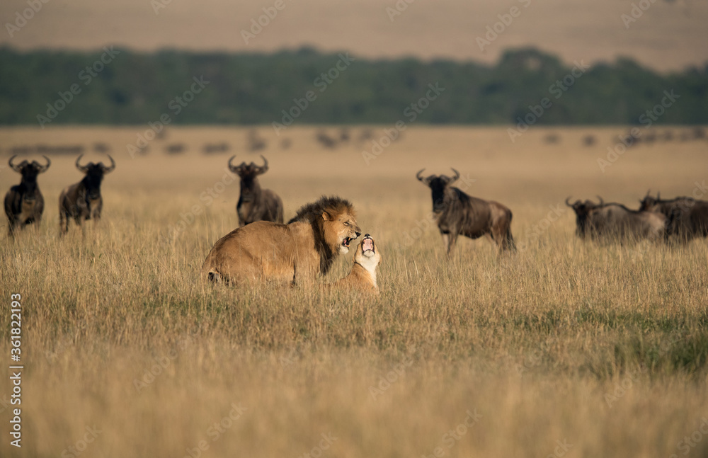 Naklejka premium Lion and Lioness mating with Wildebeests close to them at Masai Mara