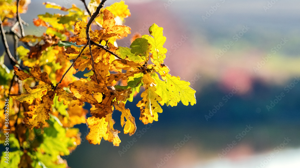 Colorful autumn oak leaves on a blurred background in sunny weather Colorful autumn oak leaves on a blurred background in sunny weather