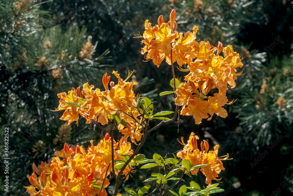 Mollis Azalea (Rhododendron x mollis) in park Mollis Azalea (Rhododendron x mollis) in park