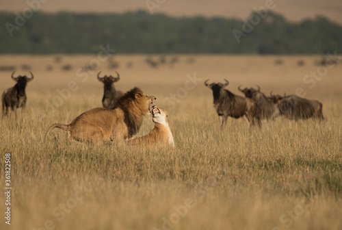 Fototapeta Naklejka Na Ścianę i Meble -  Lions mating at Masai Mara, Kenya
