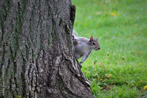 Peek-A-Boo Squirrel © Rosebird_Photography
