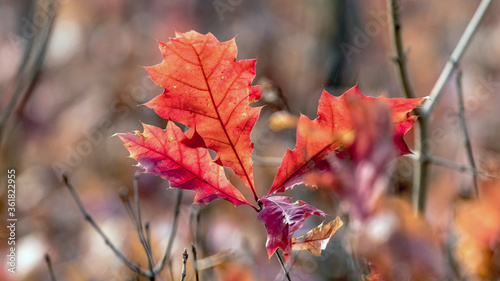 Bright autumn leaves of red oak in the forest on a blurred background