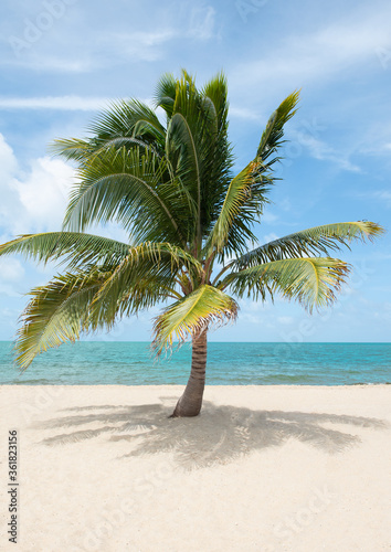 Fototapeta Naklejka Na Ścianę i Meble -  Palm tree in Paradise