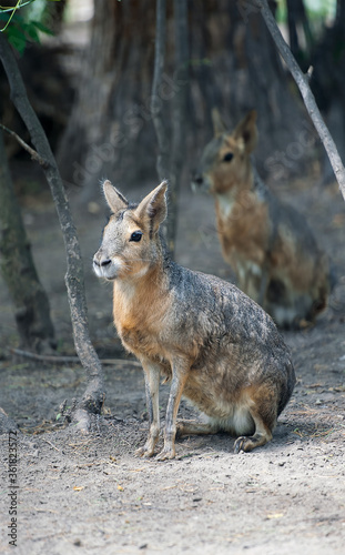 Patagonian Cavy Mara (Dolichotis patagonum) sitting on the sand and resting, watching for danger © Igor