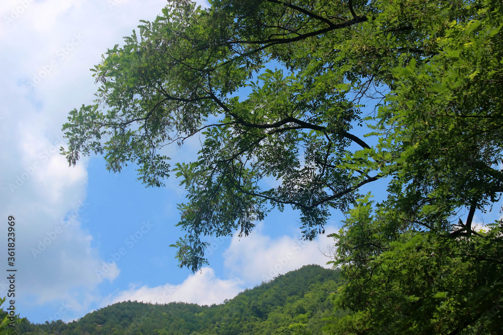 Obraz premium 나무풍경