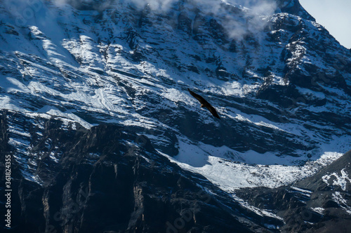 Fototapeta Naklejka Na Ścianę i Meble -  A eagle hunting in between snow capped Himalayan peaks, along Annapurna Circuit Trek in Nepal. The predator in natural habitat, looking for a pray. Harsh and difficult conditions