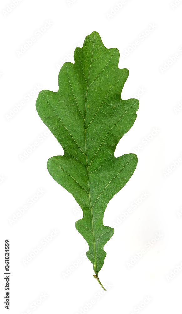Green leaf of oak isolated on white background Green leaf of oak isolated on white background