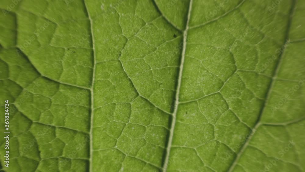 Texture Of Green Leaf With Veins. - macro shot Texture Of Green Leaf With Veins. - macro shot