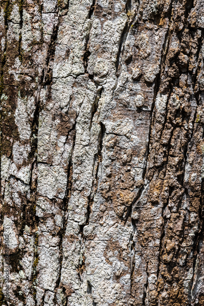 Fototapeta premium Bark of Rain Tree Pukul Lima (Samanea saman (Yellow Variety))