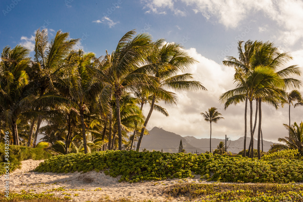 Hawaiian palm trees
