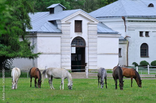 stadnina