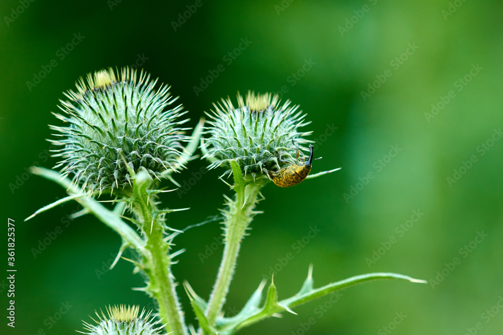 Großer Distelrüssler auf einer Distel Großer Distelrüssler auf einer Distel