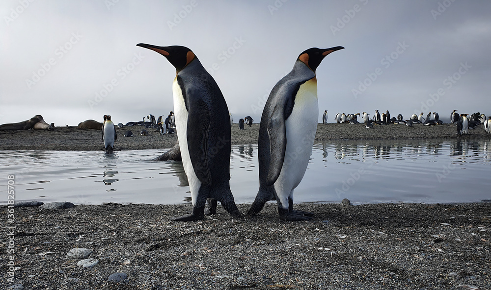 Fototapeta premium Two king penguins standing back to back with water, seals and lots more penguins in the background