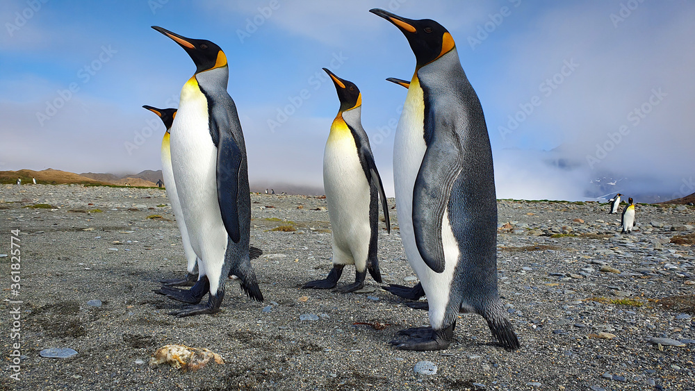 Fototapeta premium Five king penguins stood upright on grey sand with clouds and hills in the background in South Georgia