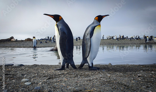 Two king penguins standing back to back with water  seals and lots more penguins in the background