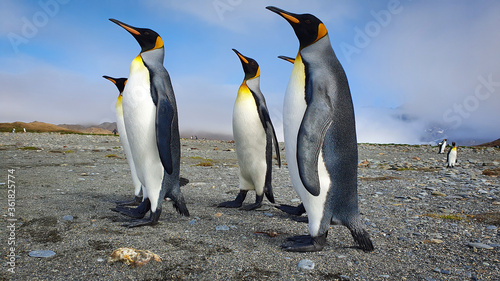 Five king penguins stood upright on grey sand with clouds and hills in the background in South Georgia