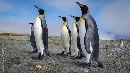 Five king penguins stood upright on grey sand with clouds and hills in the background in South Georgia