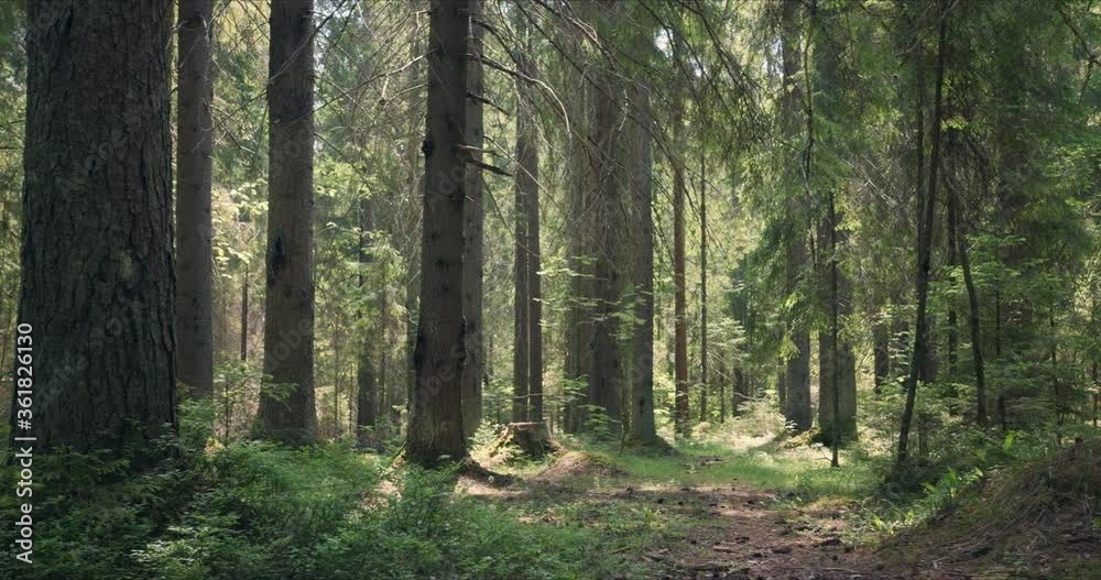Panoramic view from the bottom up to the soothing quiet coniferous forest with large pines permeated with sunlight Panoramic view from the bottom up to the soothing quiet coniferous forest with large pines permeated with sunlight
