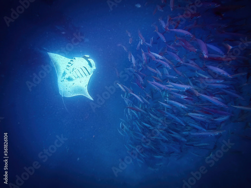 Manta ray mid-flip next to a column of fish underwater photo