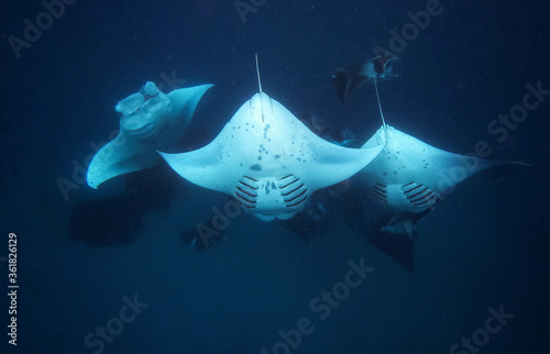 Three large manta rays underwater with other manta rays in the distance