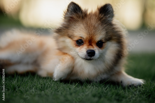 small cute purebred  dog 