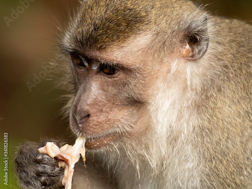 Close up of long tailed macaque eating meat photo