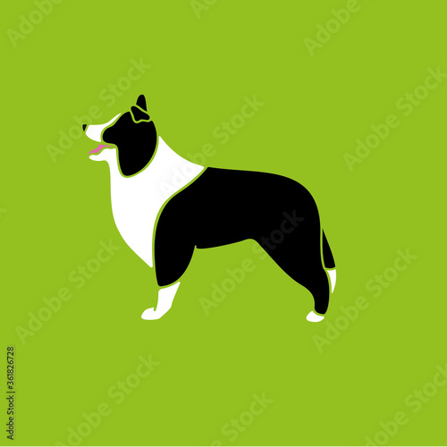Simple Border Collie Illustration