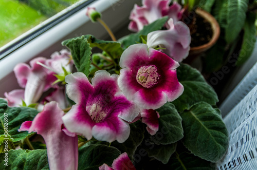 Gloxinia pink flowers photo