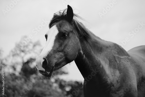 Horse running close up in black and white, forelock blowing in wind.