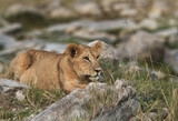 The cub of lion in the mid of rocks, Masai Mara