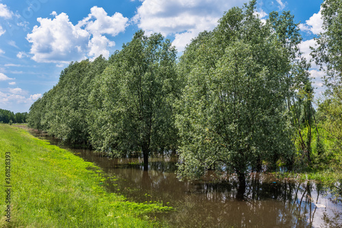 Nature background of flooding with trees in water. Natural disaster flooding and damage